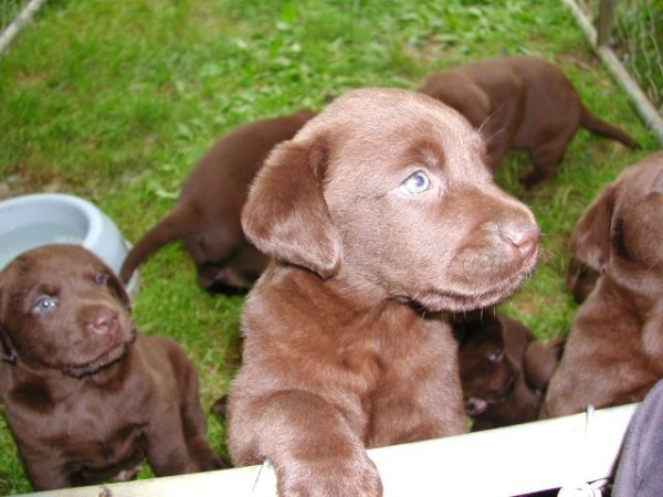 Chocolate Pups_1027.jpg